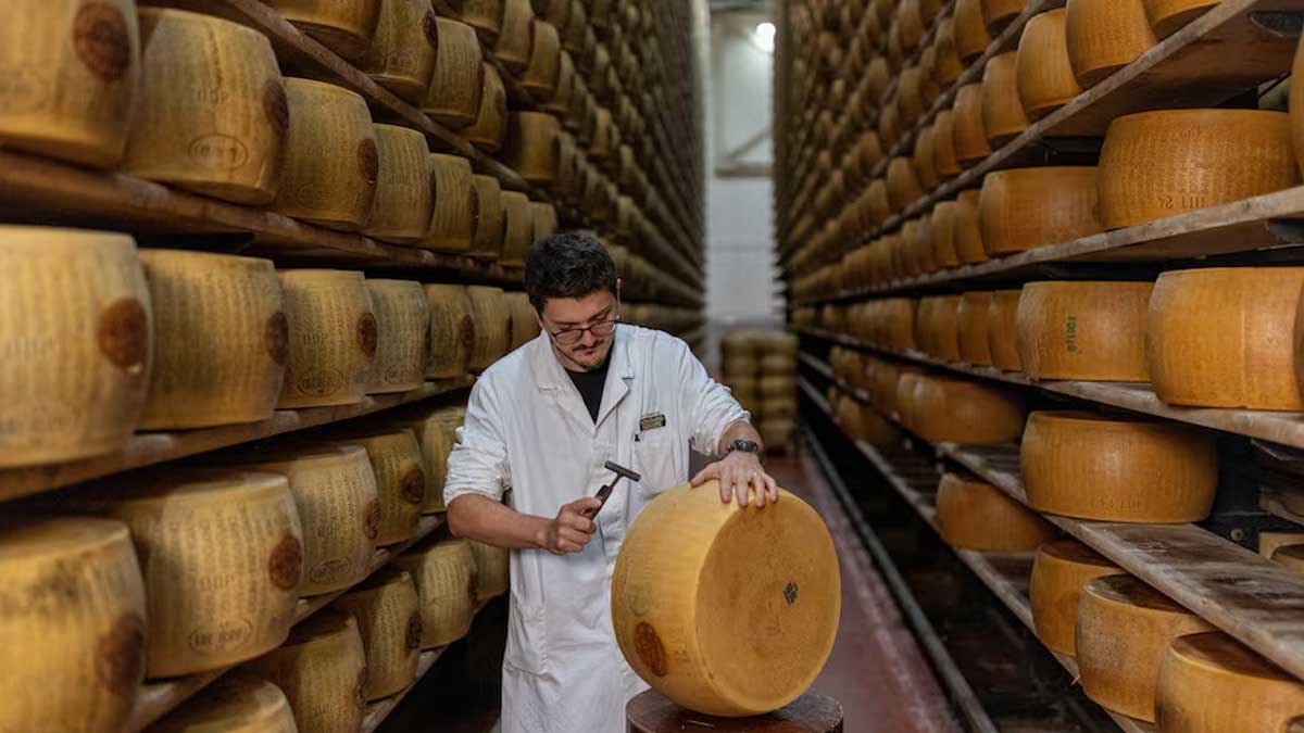 Extreme heat threatens cheese industry