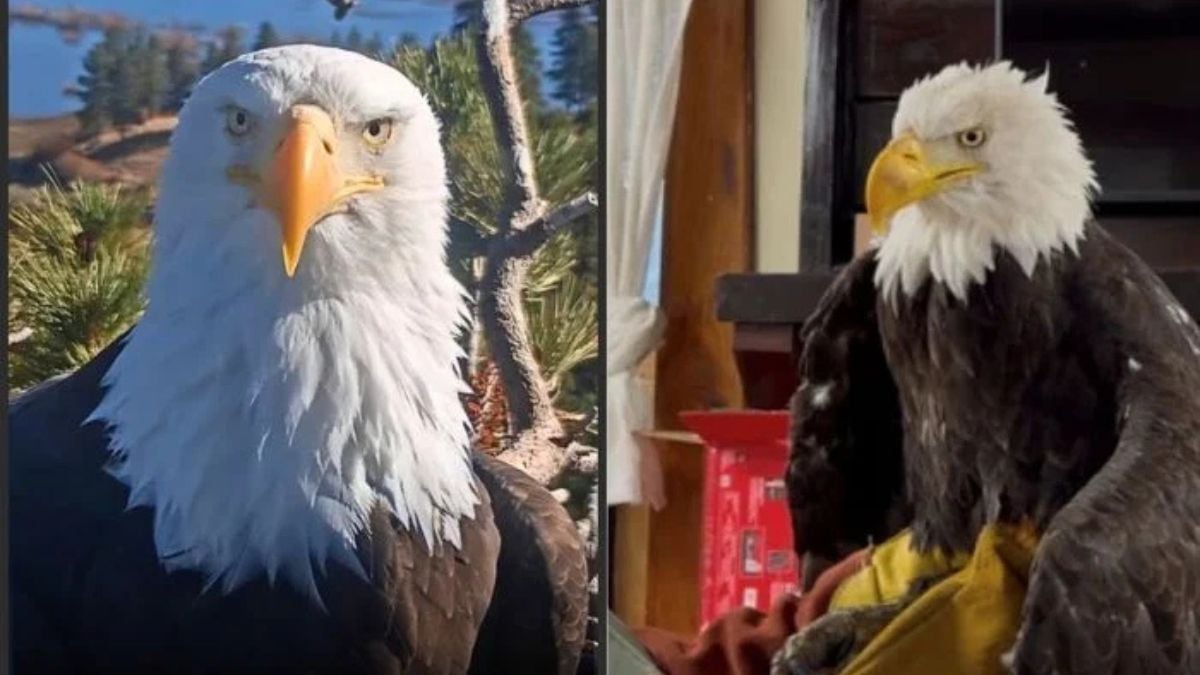 Big Bear eagle Jackie dies leaving millions of livestream fans heartbroken