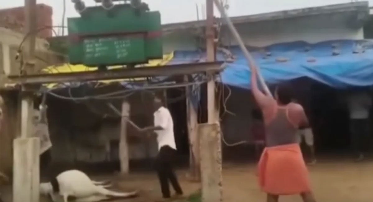 Indian villagers vandalise transformer after cow dies of electrocution