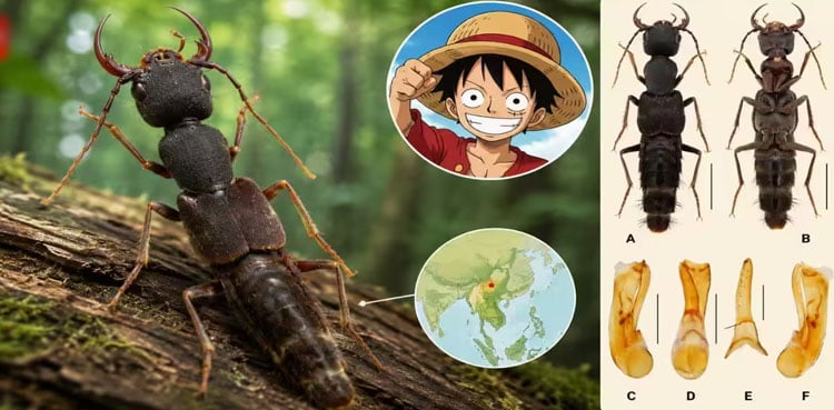 New beetle genus named after anime legend Luffy honors iconic One Piece character