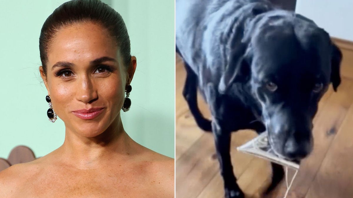 Prince Harry and Meghan's Dogs crash birthday celebration plans