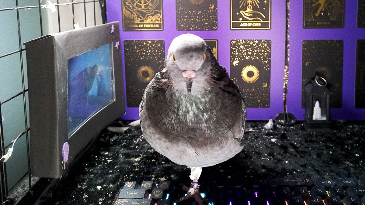 Virtual Pigeons deliver messages in new messenger app