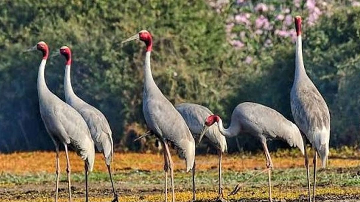 KP Wildlife announces catching season of Sarus Crane